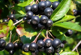 Aronia x prunifolia 'Nero' (= A. melanocarpa 'Nero') - aronija