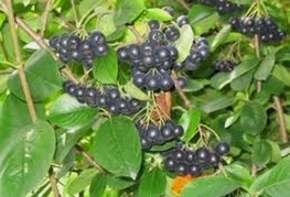 Aronia melanocarpa - aronija