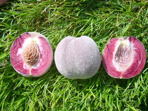 Rdeča vinogradniška.jpg