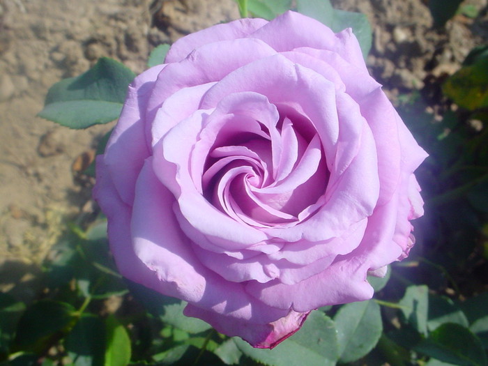 Charles de Gaule.jpg