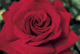 Rosa 'Ingrid Bergman' - vrtnica