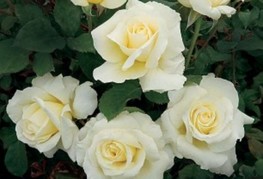 Rosa 'Pascali' - vrtnica