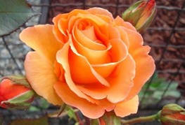 Rosa 'Doris Tysterman' - vrtnica čajevka