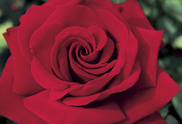 Rosa 'Ingrid Bergman' - vrtnica čajevka