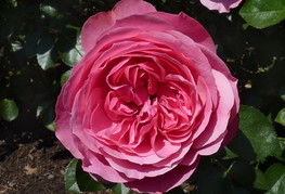Rosa 'Leonardo da Vinci' - mnogocvetna vrtnica
