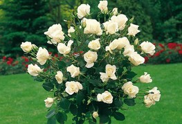 Rosa 'Pascali®' - vrtnica čajevka
