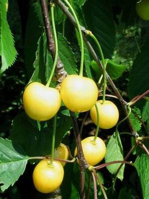 Denisenova belica.jpg