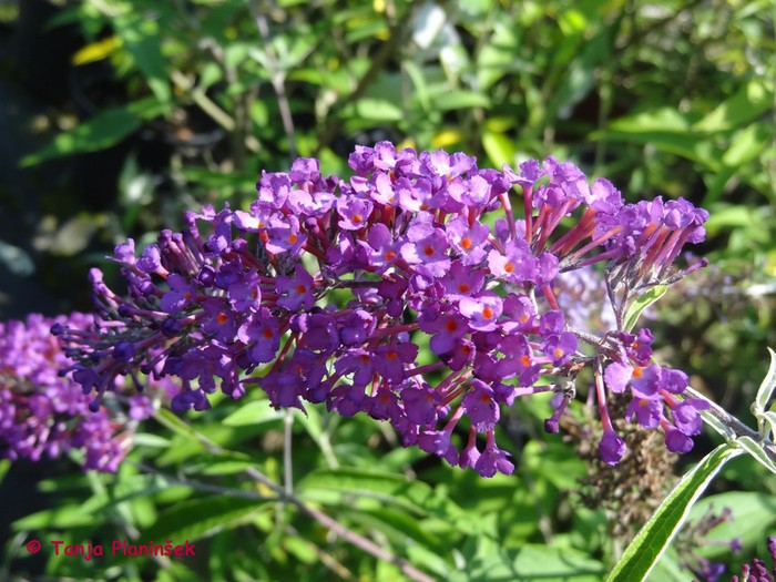 Buddleja davidii.JPG