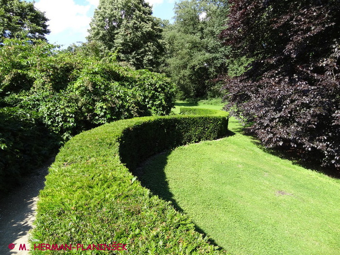 Živa meja iz tise 2.JPG