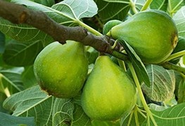 Ficus carica 'Dottato' - bela figa