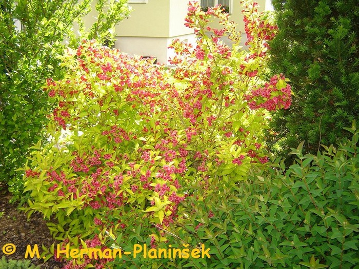 Cvetovi Weigela Looymansii Aurea so rdeče rožnate barve in z zlato rumenimi listi tvorijo lep kontra