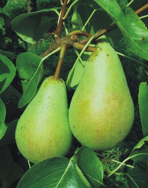 Morttinijeva rana.jpg