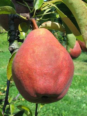 Rdeča viljamovka.jpg