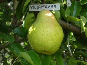 Viljamovka 1.jpg