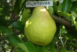 Viljamovka