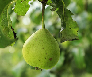 Vinska moštnica.jpg