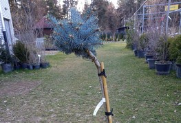 Picea pungens 'Glauca Globosa' - pritlikava srebena smreka (cepljena)