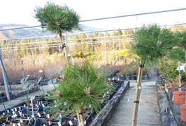 Pinus densiflora 'Low Glow' - japonski rdeči bor (cepljen)