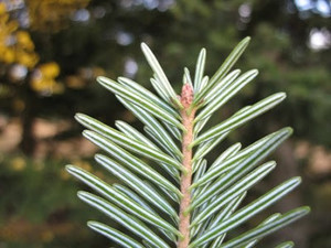 Abies alba.JPG