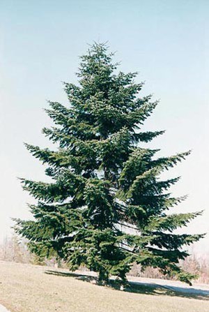 Abies alba.jpg