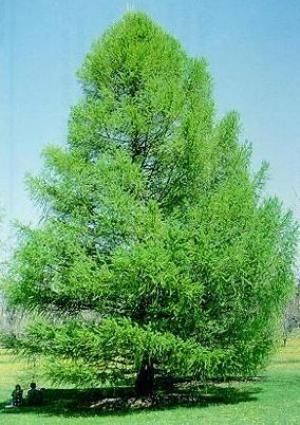 Larix decidua.jpg