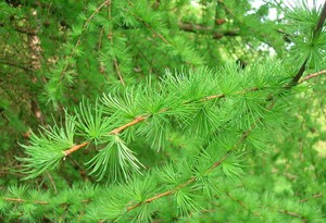 Larix deccidua.jpg