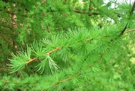 Larix decidua - evropski macesen, macesen