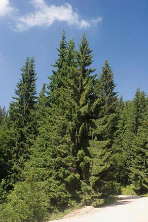 Picea abies.jpg