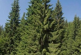 Picea abies - smreka