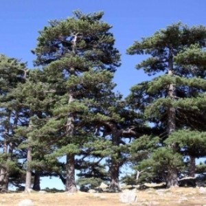 Pinus nigra 1.jpg