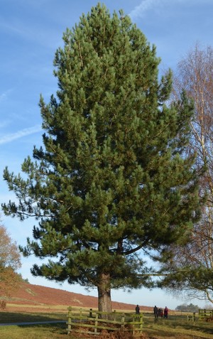 Pinus nigra.jpg