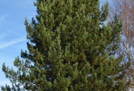 Pinus nigra - črni bor