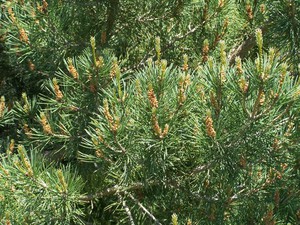 Pinus sylvestris 1.jpg