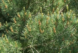 Pinus sylvestris - rdeči bor