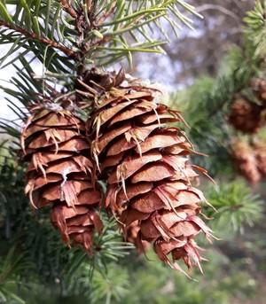 Pseudotsuga menziesii 1.jpg