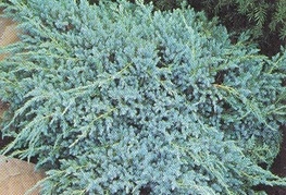 Juniperus squamata 'Blue Carpet' - brin