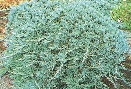 Juniperus horizontalis 'Glauca' - brin