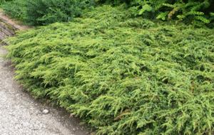 Juniperus communis Repanda.gif