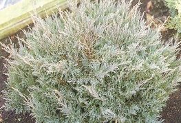 Juniperus horizontalis 'Andorra Compacta' - brin