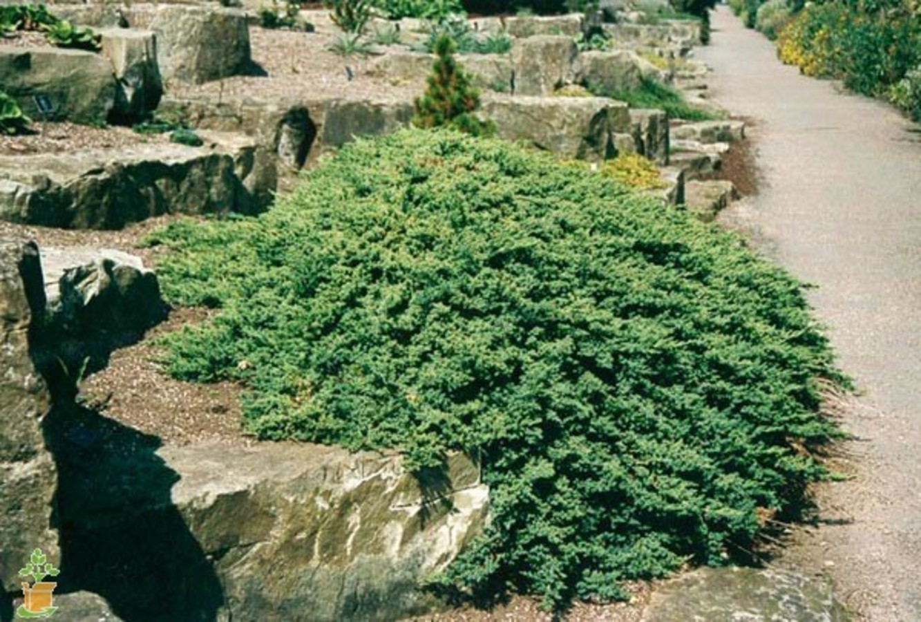 juniperus-procumbens-nana.jpg