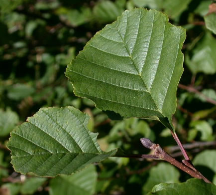 Keltski_drevesni_horoskop/Alnus_glutinosa-crna_jelsa_1