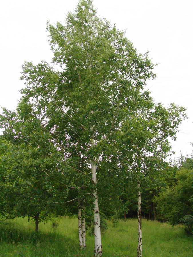 Keltski_drevesni_horoskop/Betula_pendula-breza