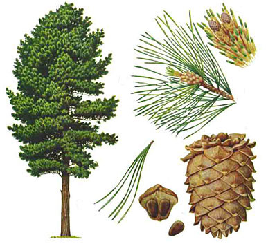 Keltski_drevesni_horoskop/Cedra