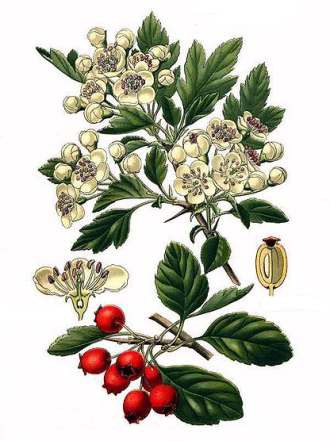 Keltski_drevesni_horoskop/Crataegus-glog