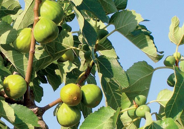 Keltski_drevesni_horoskop/Figovec