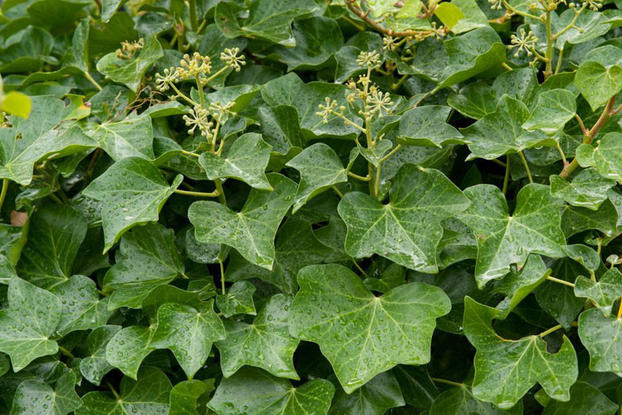 Keltski_drevesni_horoskop/Hedera_helix_brsljan