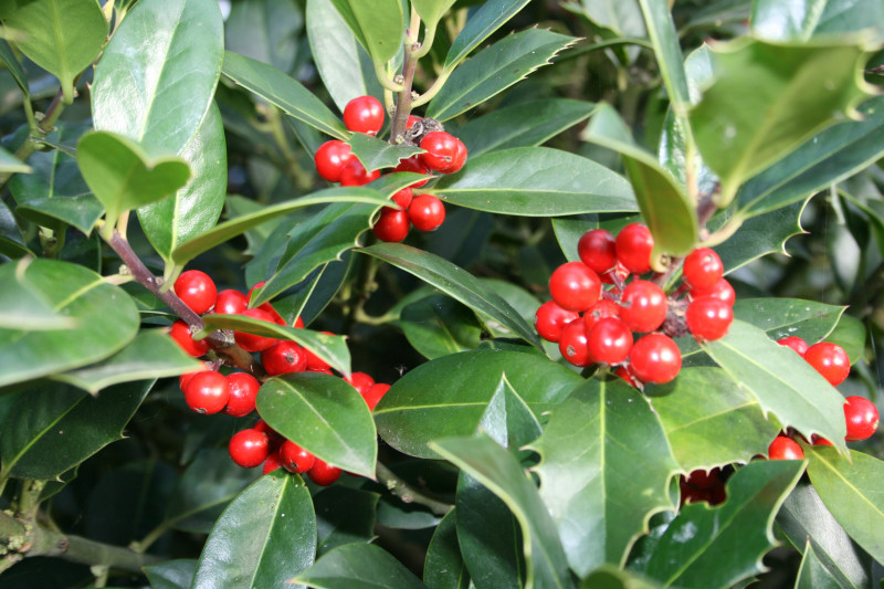 Keltski_drevesni_horoskop/Ilex_aquifolium_bodika