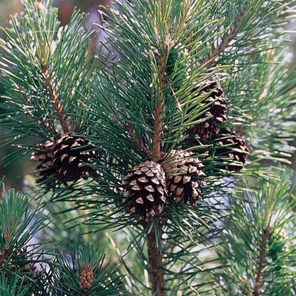 Keltski_drevesni_horoskop/Pinus_sylvestris_bor
