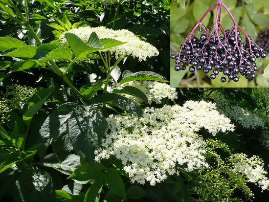Keltski_drevesni_horoskop/Sambucus_nigra_bezeg