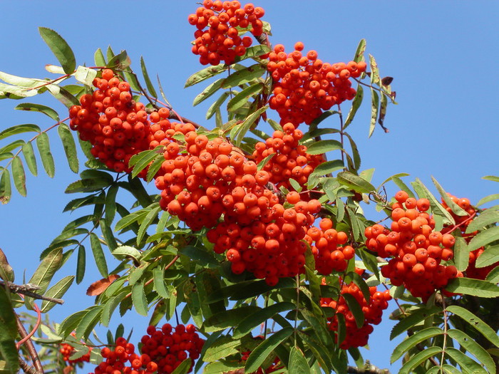Keltski_drevesni_horoskop/Sorbus_aucoparia_jerebika